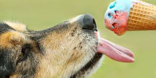 Ice cream's made from dairy, which means it contains lactose (a milk sugar). Can Dogs Eat Ice Cream 2021 Guide