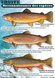 C'est un carnassier qui se nourrit de poissons mais aussi des petits insectes et crustacés présents dans les mêmes eaux. Ouverture De La Truite 2019 Federation De Peche De Saone Et Loire