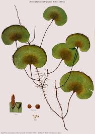 Image result for Hymenophyllum triangulare