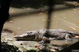 Lidah buaya ditemukan di kawasan kering di afrika, karena itu si lidah buaya ini hampir memiliki sifat sama dengan tanaman kaktus. Tentara Australia Luka Parah Diserang Buaya Antara News