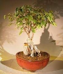 Check spelling or type a new query. Oriental Ficus Bonsai Tree For Sale Root Over Rock Stone Landscape Scene Ficus Benjamina Orientalis Bonsai Tree Gardener