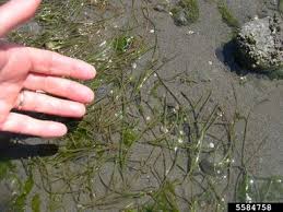 Image result for Zosteraceae