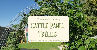 Here is the cattle panel arched trellis about the middle of june, 2010, with plants growing on the inside in beds, and on the outside in hay bales. Using A Cattle Panel Trellis In Your Garden Our Stoney Acres