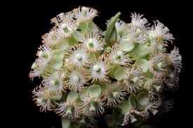 Image result for Casearia gladiiformis