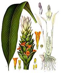 Qué es, beneficios, moringa propiedades curativas y contraindicaciones. Turmeric Wikipedia