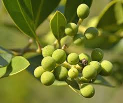 Image result for Olea capensis