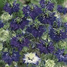 Pin On Nigella Love In A Mist