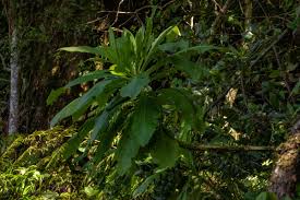 Image result for Solanecio