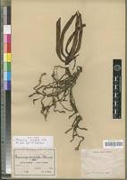 Image result for Chamaeangis