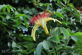 Image result for pachira obrázek