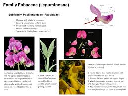 Image result for Fabaceae subfamily Mimosoideae