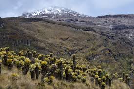 The Most Beautiful Road in Colombia - the parámo route skirting Los  Nevados National Park in Toilima Department, Colombia — Exotica Esoterica