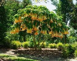 Gardensonline Brugmansia Versicolor Brugmansia Plants Angel Trumpet Plant