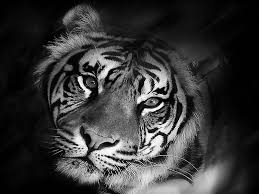 Pin By Kim Clarke On Animals White Tiger Pictures Tiger Pictures Black And White Pictures