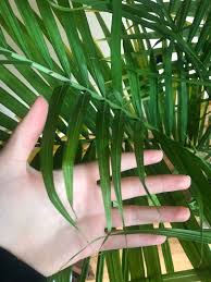 Majesty palms add a tropical feel to any home or office. Help Save My Potted Majesty Palm Palms In Pots Palmtalk