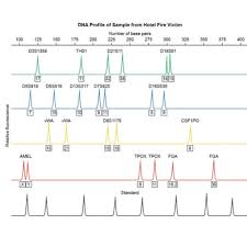 Dna Profiling Activity