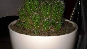 13korean / vietyour average degenerate birthday on june 11tired very tired i make cringe piggy contentcurrent: How To Grow And Care For Balloon Cactus Rayagarden