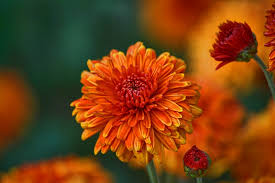 Shallow focus photo of pink flower. Graphic Design Agency In India Ayushmaan Designs