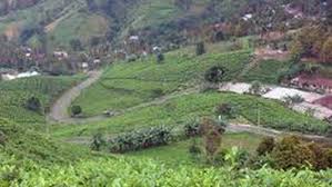 Kebun teh yang dikelilingi hutan belantara. Kembangkan Kawasan Wisata Malasari