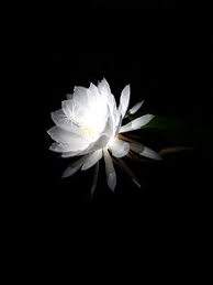 Moonflowers bloom at night, offering diversity to a typical day garden. Night Blooming Cereus Wikipedia