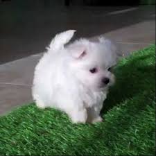 Perros De Raza Pequena En Adopcion Buscar Con Google Perros Pequenos En Adopcion Perros En Adopcion Animales Kawaii