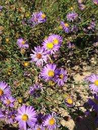 Pin On Mygardenanswers