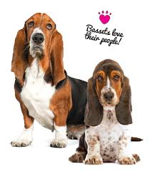 We did not find results for: The Basset Hound Modern Dog Magazine