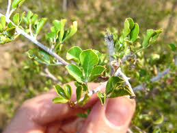 Image result for Searsia rogersii