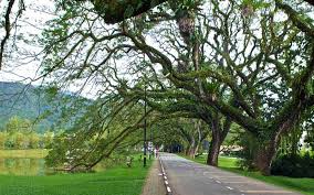Pokok ikonik tumbang, netizen imbau nostalgia. Bernama Tular Pokok Hujan Hujan Tumbang Cerita Lama