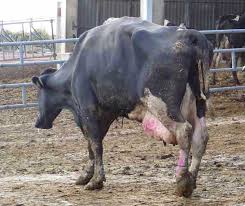 Sığırlarda Topallık ve Suç Ortakları - Sığırlar - VetRehberi