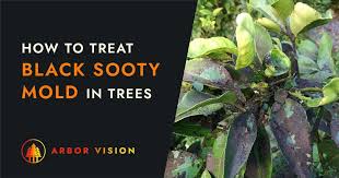 Image result for sooty mould