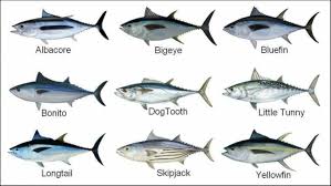 The common species of Tuna analysed for heavy metal content Picture... | Download Scientific Diagram