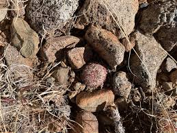 Hi I recently spotted this