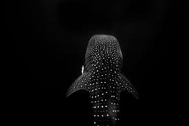 Check spelling or type a new query. The Whale Shark Sean Scott Photography