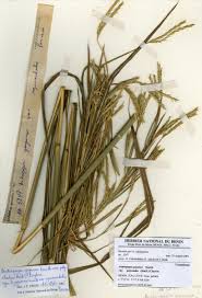 Image result for Anthephora cristata