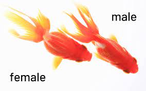 Pregnant Goldfish Is Your Fish Going To Lay Eggs Aquariumnexus