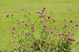 Image result for Amaranthaceae