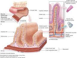 Absorptive Surface Of The Small Intestine Digestive System Anatomy Human Body Anatomy Tissue Biology