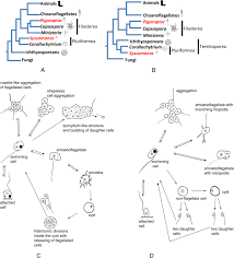 Check spelling or type a new query. Insights Into The Origin Of Metazoan Multicellularity From Predatory Unicellular Relatives Of Animals Bmc Biology Full Text