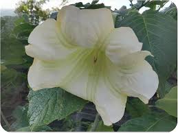 Image result for Blumea adamsii