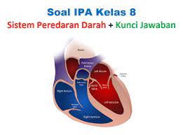 Nah, materi sistem tranportasi manusia akan dibagi menjadi tiga sub materi yaitu: Soal Sistem Peredaran Darah Kelas 8 Dan Kunci Jawaban Muttaqin Id