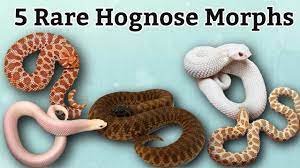Hognose snake morphs are natural and fantastic designer snakes bred to appear similar, even though they exhibit different colors and patterns. My Top 5 Rarest Hognose Morphs Youtube