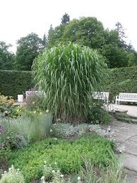 Miscanthus X Giganteus Aksel Olsen Graser Graser Im Garten Garten Stauden