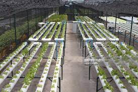 Hydroponic Facility For Growing Lettuce Hydroponics Hydroponic Gardening Aquaponics