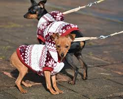 Soyez payé pour garder des chiens ! Formation A Distance Pour Devenir Pet Sitter L Emploi Pour Tous