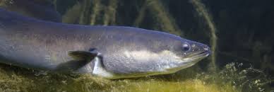 Les pibales ou civelles, sont des alevins d'anguilles nés en mer des sargasses dans les caraïbes. L Anguille Un Poisson A Eviter