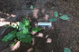 Image result for Allophylus congolanus