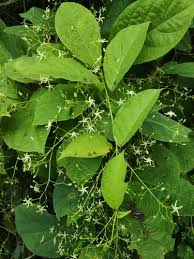 Image result for Apocynaceae subfamily Periplocoideae