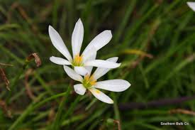 Image result for Zephyranthes candida