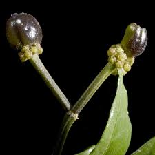 Image result for Chassalia parvifolia